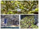 Vente Domaine agricole Marrakech 60000 m2