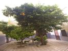 Vente Riad Marrakech Sidi Mimoun 8 pieces
