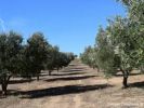 For rent Agricultural domain Marrakech route Amizmiz 65535 m2