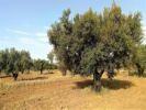For rent Agricultural domain Marrakech route Amizmiz